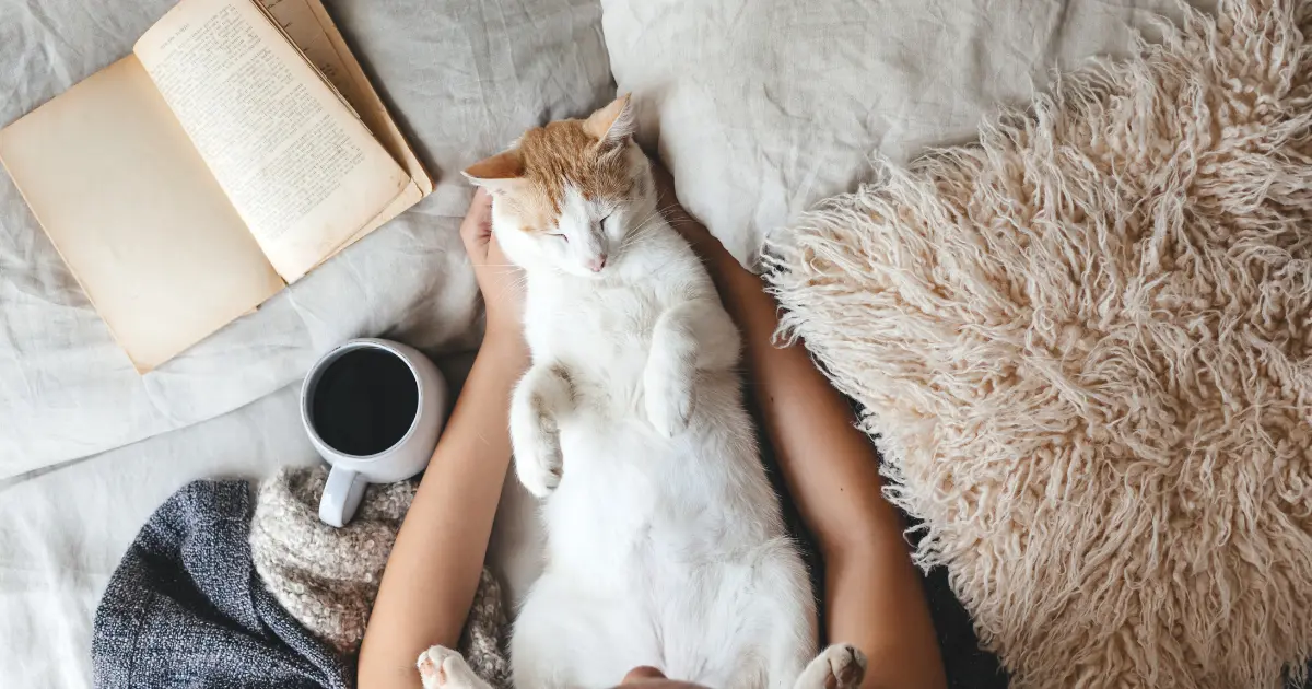 Kattens mystiske udvikling og domesticering